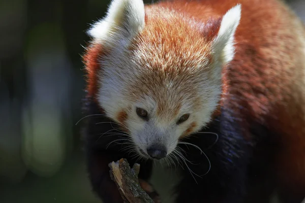 Cute Red Panda — Stock Photo, Image