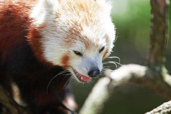 Cute Red Panda — Stock Photo, Image