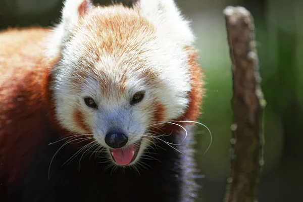 Cute Red Panda — Stock Photo, Image