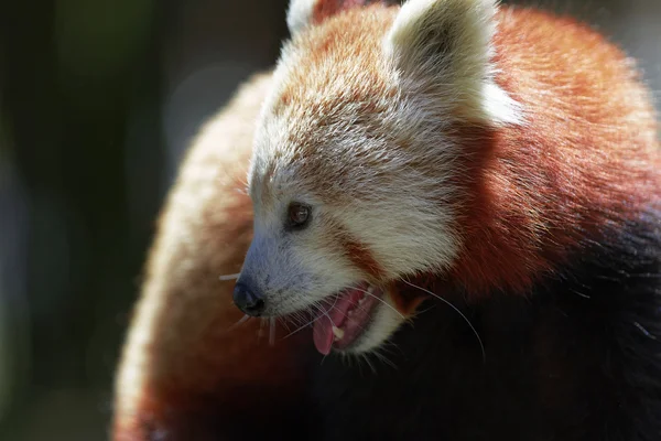 Χαριτωμένο κόκκινο panda — Φωτογραφία Αρχείου
