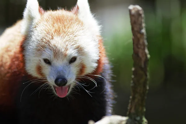 Cute Red Panda — Stock Photo, Image