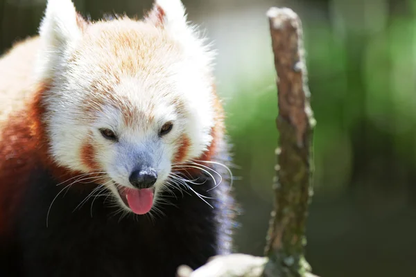 Cute Red Panda — Stock Photo, Image