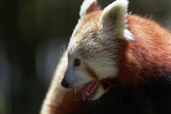 Süßer roter Panda — Stockfoto