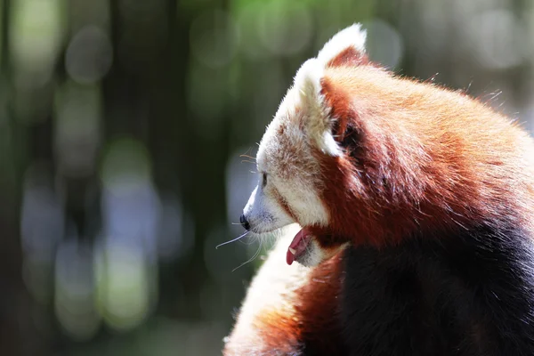 Cute Red Panda — Stock Photo, Image