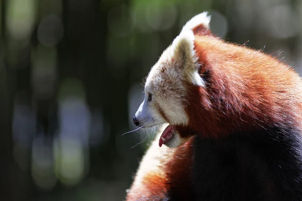 Cute Red Panda — Stock Photo, Image