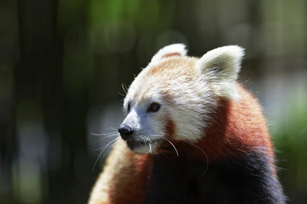 Cute Red Panda