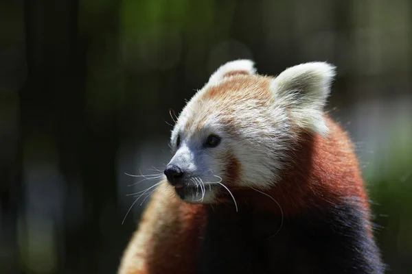 可爱小熊猫 — 图库照片