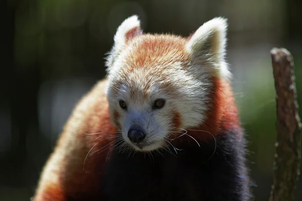 Cute Red Panda — Stock Photo, Image