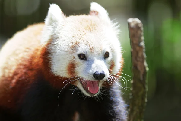 Cute Red Panda — Stock Photo, Image