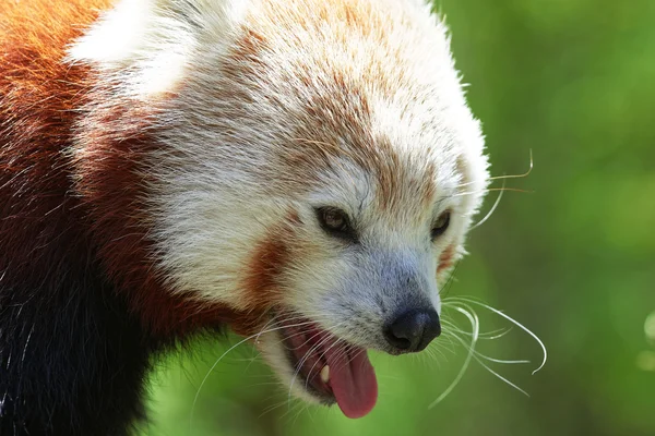 Sevimli kırmızı panda — Stok fotoğraf