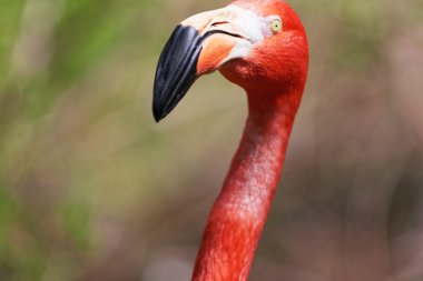 Güzel pembe flamingo.
