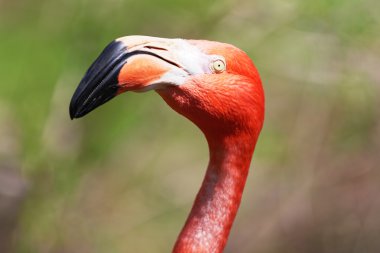 Güzel pembe flamingo.