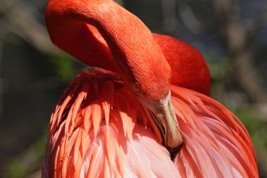 Güzel pembe flamingo.