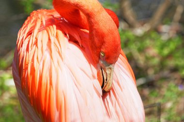 Güzel pembe flamingo.