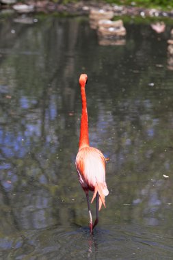 Güzel pembe flamingo.