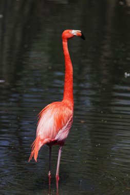 Güzel pembe flamingo.