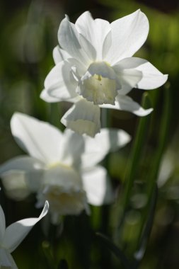 Güzel bahçe çiçekleri.
