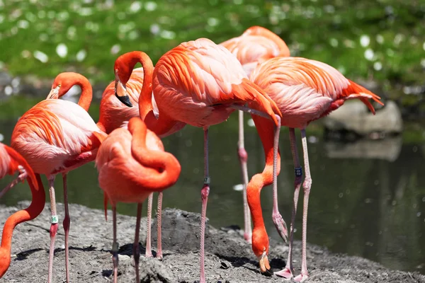 Krásné růžové flamingoes. — Stock fotografie