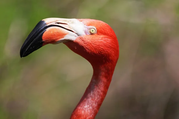 Beautiful pink flamingo. — Stock Photo, Image