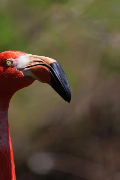 Gyönyörű rózsaszín flamingó. — Stock Fotó