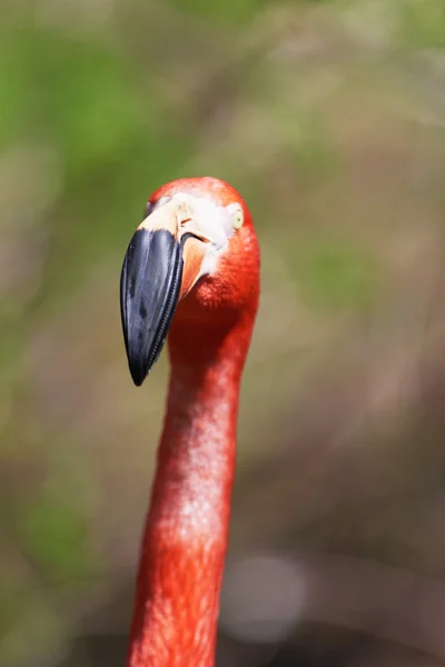 Mooie roze flamingo. — Stockfoto