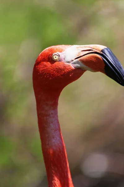 Beau flamant rose. — Photo