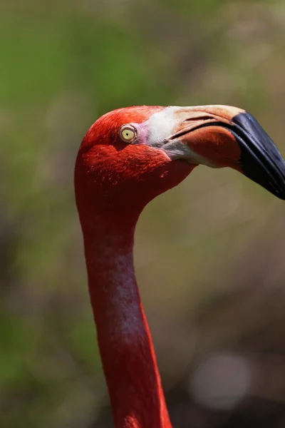 Beau flamant rose. — Photo