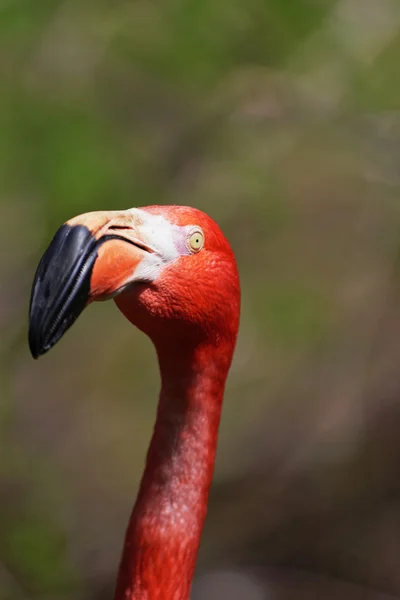 Güzel pembe flamingo. — Stok fotoğraf