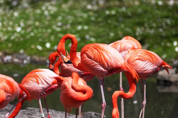 Güzel pembe flamingolar.