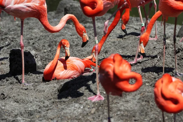 Krásné růžové flamingoes. — Stock fotografie