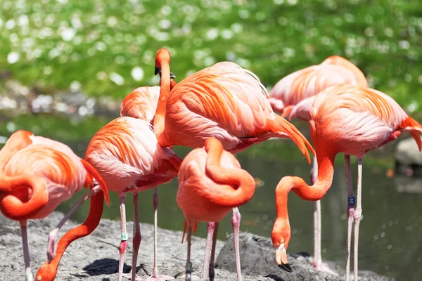 Krásné růžové flamingoes. — Stock fotografie