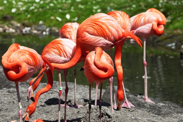 Krásné růžové flamingoes. — Stock fotografie