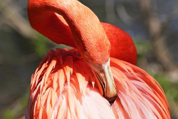 Hermoso flamenco rosa. — Foto de Stock