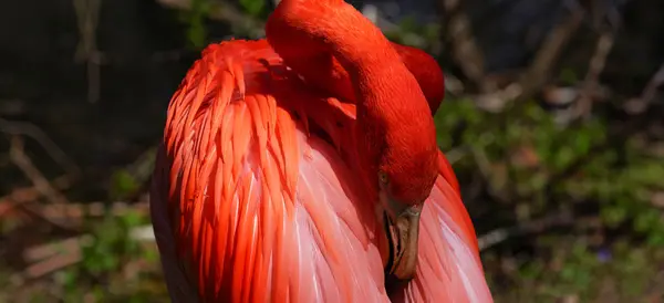 Hermoso flamenco rosa. — Foto de Stock