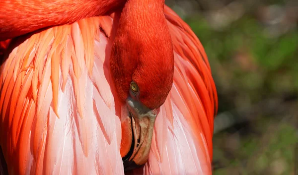 Beautiful pink flamingo. — Stock Photo, Image