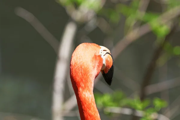 Beautiful pink flamingo. — Stock Photo, Image