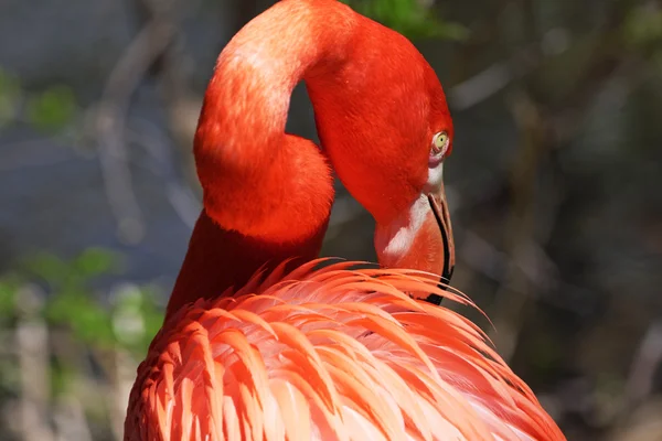 Hermoso flamenco rosa. — Foto de Stock