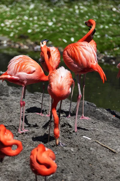 Beautiful pink flamingoes. — Stock Photo, Image