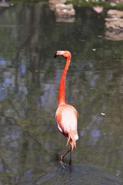 Mooie roze flamingo. — Stockfoto