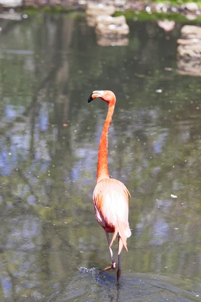 Mooie roze flamingo. — Stockfoto