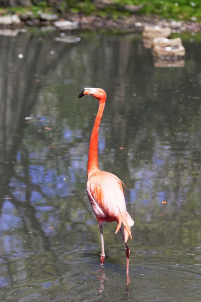 Mooie roze flamingo. — Stockfoto