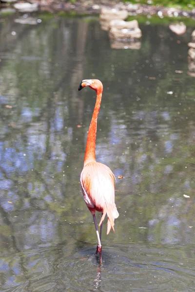 Mooie roze flamingo. — Stockfoto