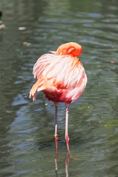 Mooie roze flamingo. — Stockfoto