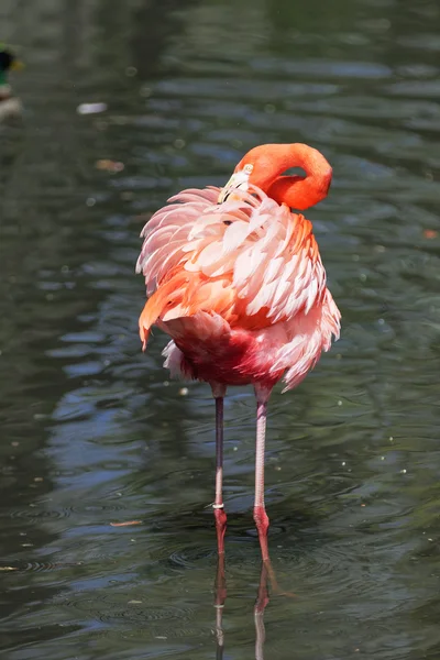 Belo flamingo rosa. — Fotografia de Stock