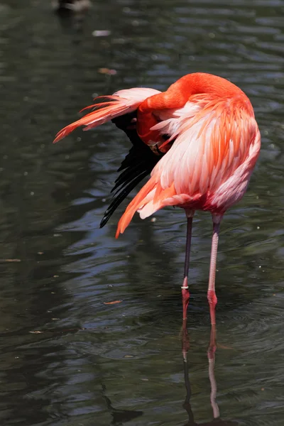 Beautiful pink flamingo. — Stock Photo, Image