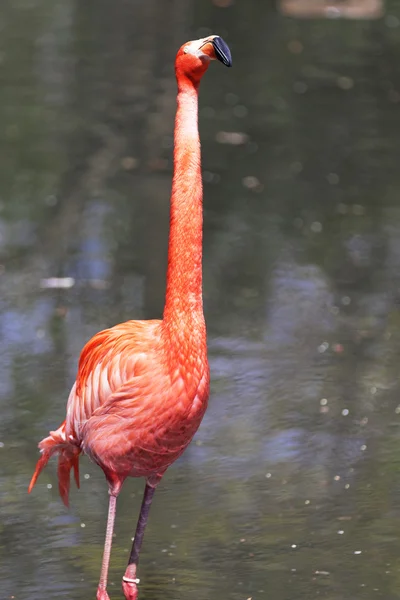 Beautiful pink flamingo. — Stock Photo, Image