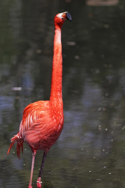 Mooie roze flamingo. — Stockfoto