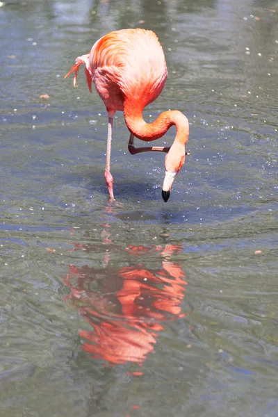 Красивый розовый фламинго. — стоковое фото