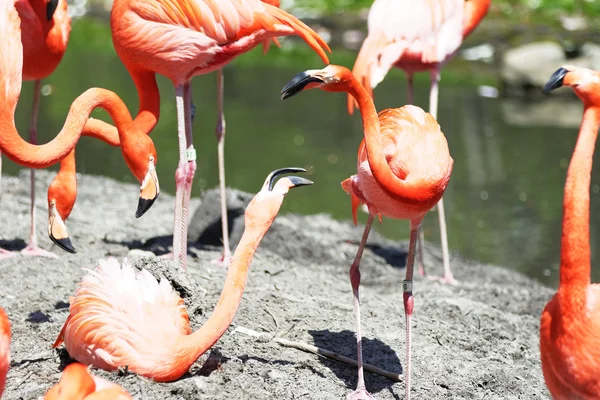 Krásné růžové flamingoes. — Stock fotografie