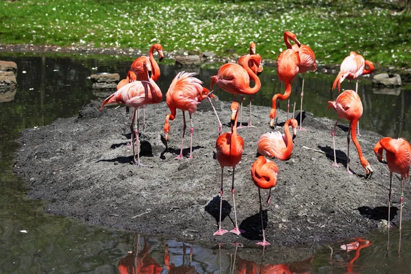 Krásné růžové flamingoes. — Stock fotografie